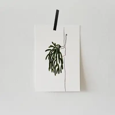 Postcard - Rhaphidophora Tetrasperma