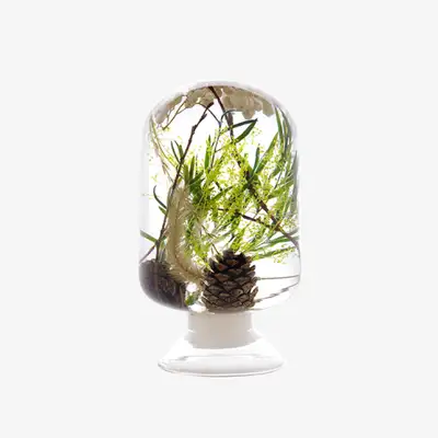 Herbarium - Green Forest