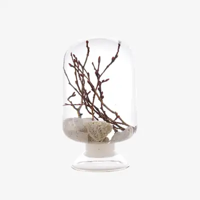 Herbarium - Coral Fern