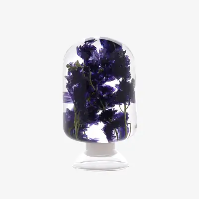 Herbarium - Delphinium