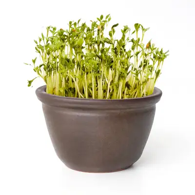 国産豆もやし蒸し器 単品（豆もやし栽培器 甕 植木鉢 家庭用 大麦スプラウト 育成 機関 イベント用）
