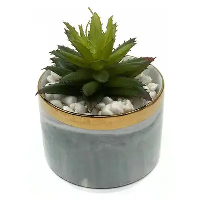 イサベラ モジョウセンニンショウ 植木鉢