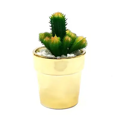 チチペグリーン モ조サボテン 鉢植え