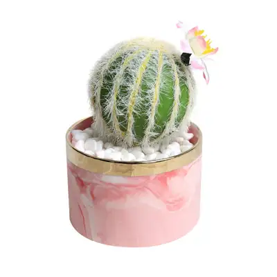 金黄丸 モ조ウサボテン 鉢植え(2)