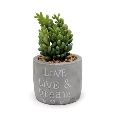 グリーンエット モ조ウサボテン 植木鉢