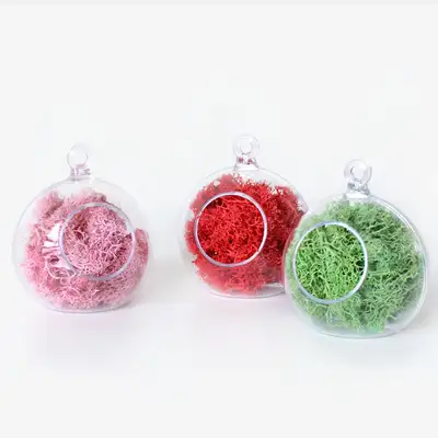 Moss Planter Round Hanging Ball 8cm (Transparent Ball Decorative Ball Photo Zone Interior Terrarium Air Purifier Natural Moss)