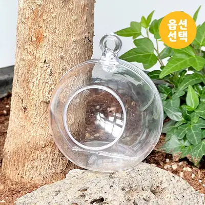 Acrylic Clear Decorative Sphere Perforated Ball Collection (Transparent Ball Hanging Ornament Terrarium Craft Material)