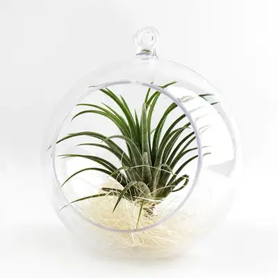 12cm Acrylic Clear Perforated Ball Sphere (Transparent Ball Decorative Ball Hanging Ball Terrarium Making Material Tree Decoration Prop)