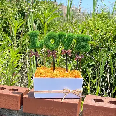 LOVE Green Orange Moss Potted Plant | Air Purifying