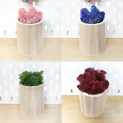 Natural Moss Terarium DIY Set - Round Wooden Pot