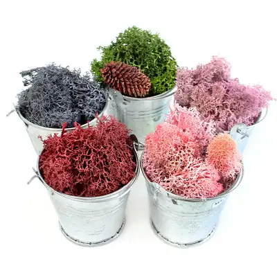 Moss Reindeer Lichen Mini Bucket Terrarium (Photo Zone DIY Humidity Control Air Purifying Natural Moss)