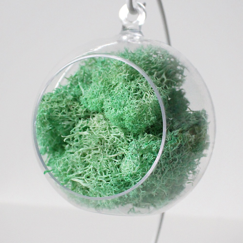 12cm Mint Moss Hanging Ball | Natural Moss Air-Purifying Plant