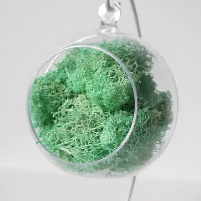 12cm ミント モスコケ ハンギングボール | 天然コケ 空気浄化植物