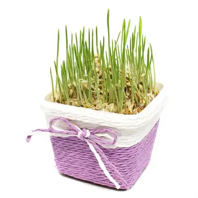 Barley Sprout Growing Kit | Hydroponic Barley Sprout Seed Growing