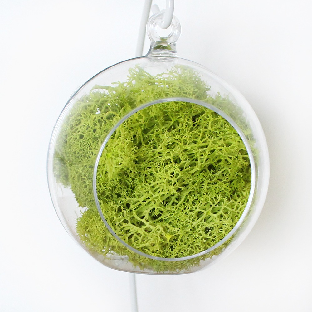 10cm Light Green Moss Hanging Ball (Transparent Sphere Decorative Ball Photo Zone Interior Terrarium Air Purifying Natural Moss)