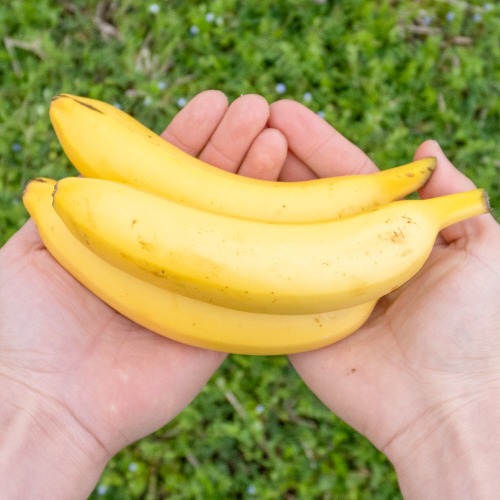 Direct Farm Domestic Organic Banana 1.5kg 2.5kg Eco-Friendly Fruit All Banana