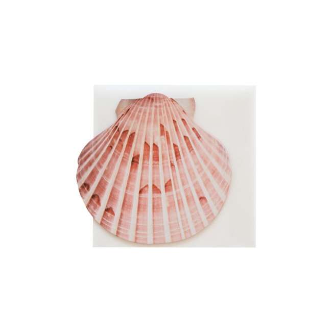 Scallop Card 2