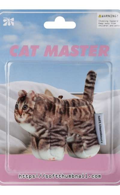 Chovy, Domestic Shorthair
