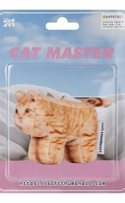 Cheese, Domestic Shorthair