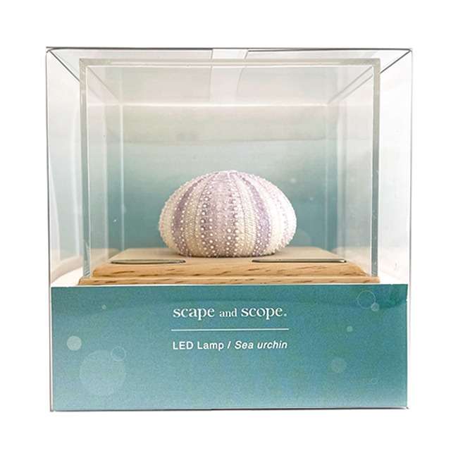 Sea Urchin Lamp / White Purple Sea Urchin
