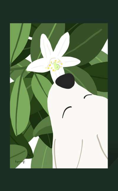 ポストカード 15_ユズの花