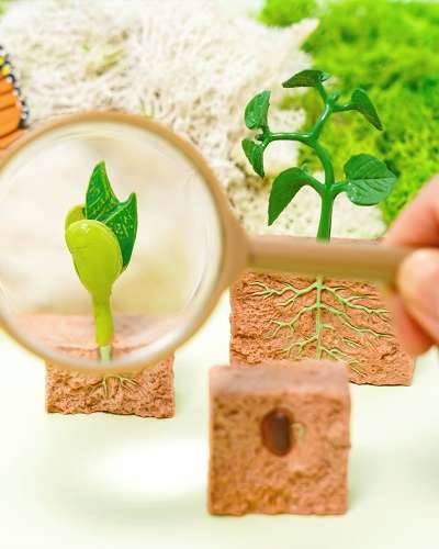 春をつくる 植物成長フィギュア ブックアートパッケージ 小学生向け工作