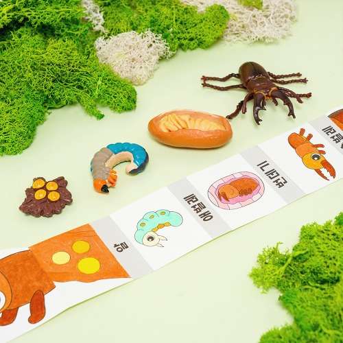 Spring Making Insect Growth Figure Book Art Kit Home Activity