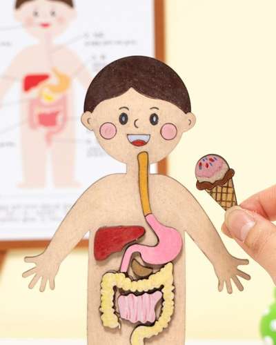 Yul Art Human Digestive System DIY Science Educational Kit