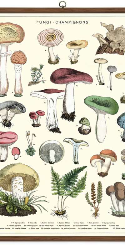 Mushroom Vintage School Chart