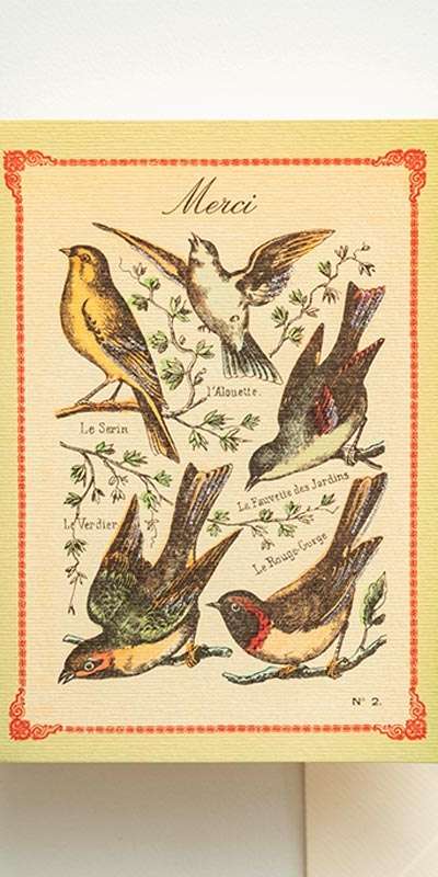 Birds - Merci