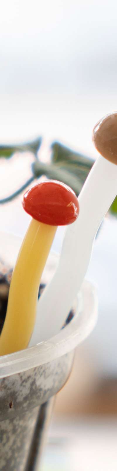 Mushroom Cake Topper