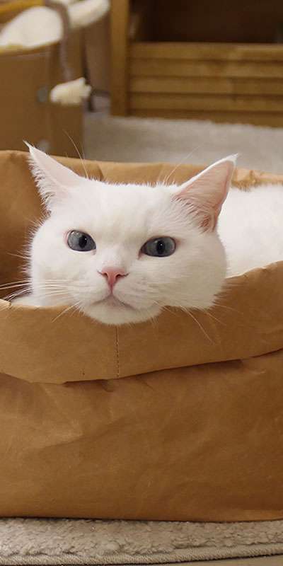 Cat Tyvek Bread Bag Basket
