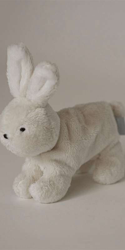 Buddy Bunny