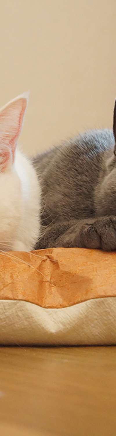 Cat Tyvek Attachment Cushion Bread Bed