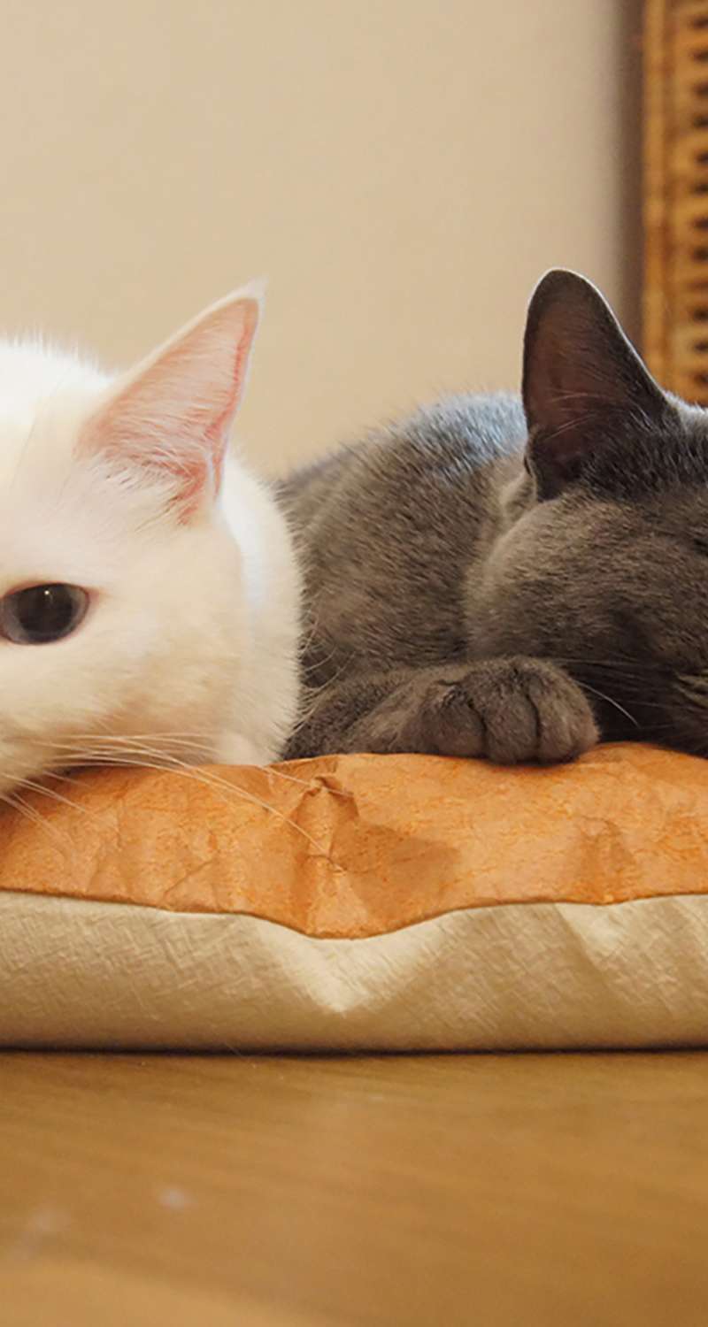 Cat Tyvek Attachment Cushion Bread Bed