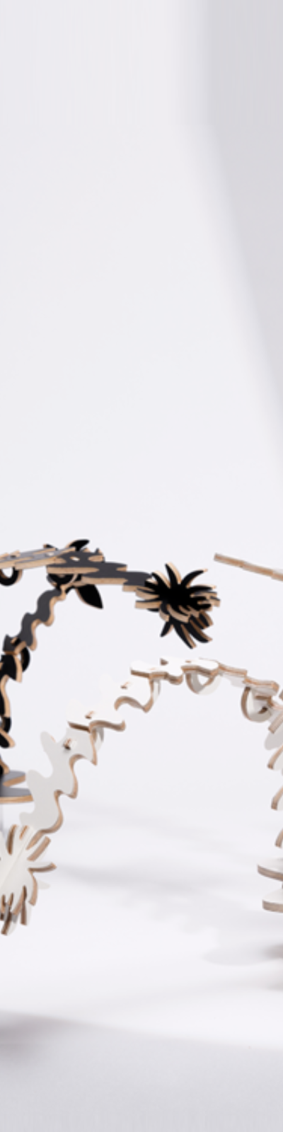 Fishbone Cactus