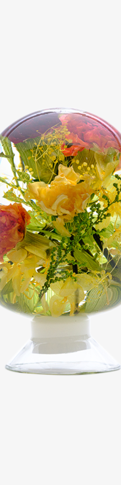 Herbarium Carnation - Mix Yellow