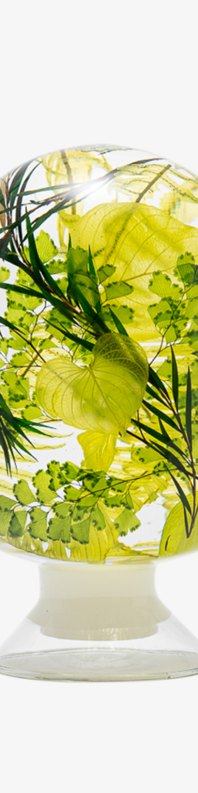 Herbarium - Heart Grass
