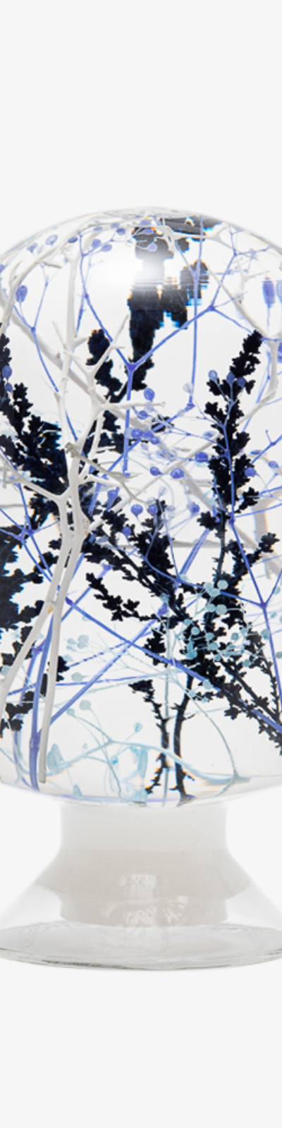 Herbarium - Coral Garden