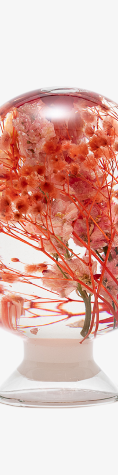 Herbarium - Red Zinnia