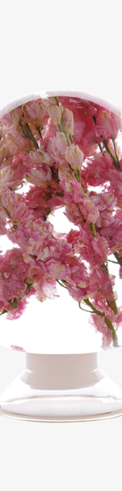 Herbarium - Pink Delphinium