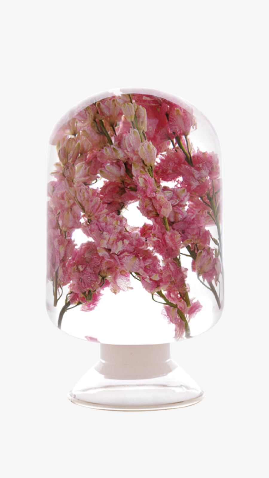 Herbarium - Pink Delphinium