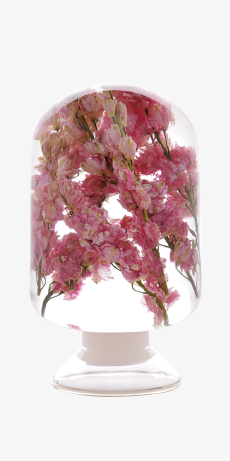 Herbarium - Pink Delphinium