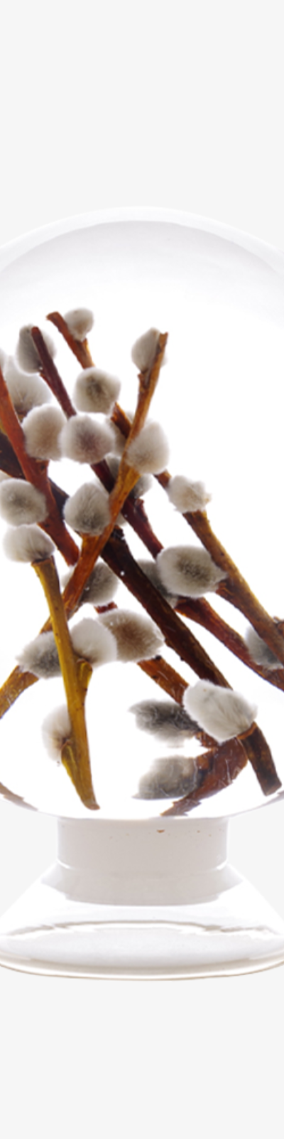 Herbarium - Mink Willow