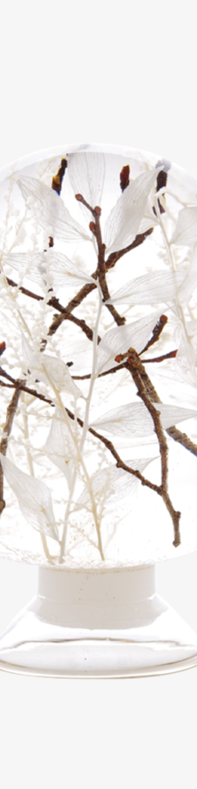 Herbarium - Snow Forest