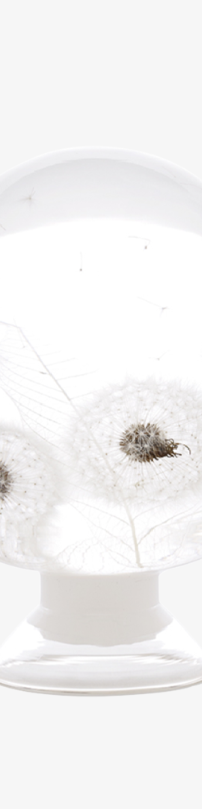 Herbarium - Dandelion