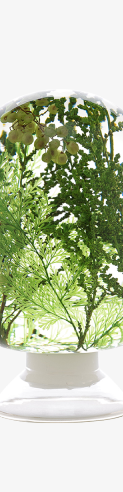 Herbarium - Water Plant
