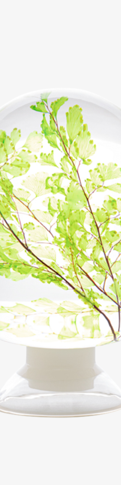 Herbarium - Maidenhair Fern