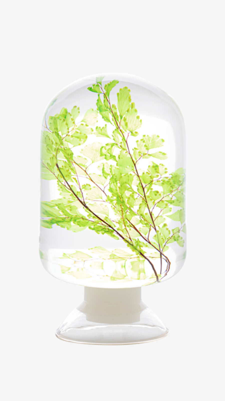 Herbarium - Maidenhair Fern