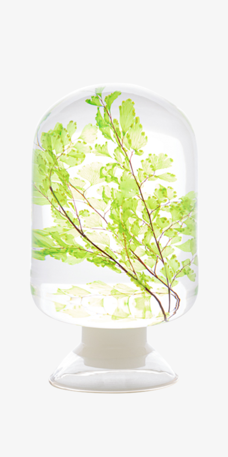 Herbarium - Maidenhair Fern